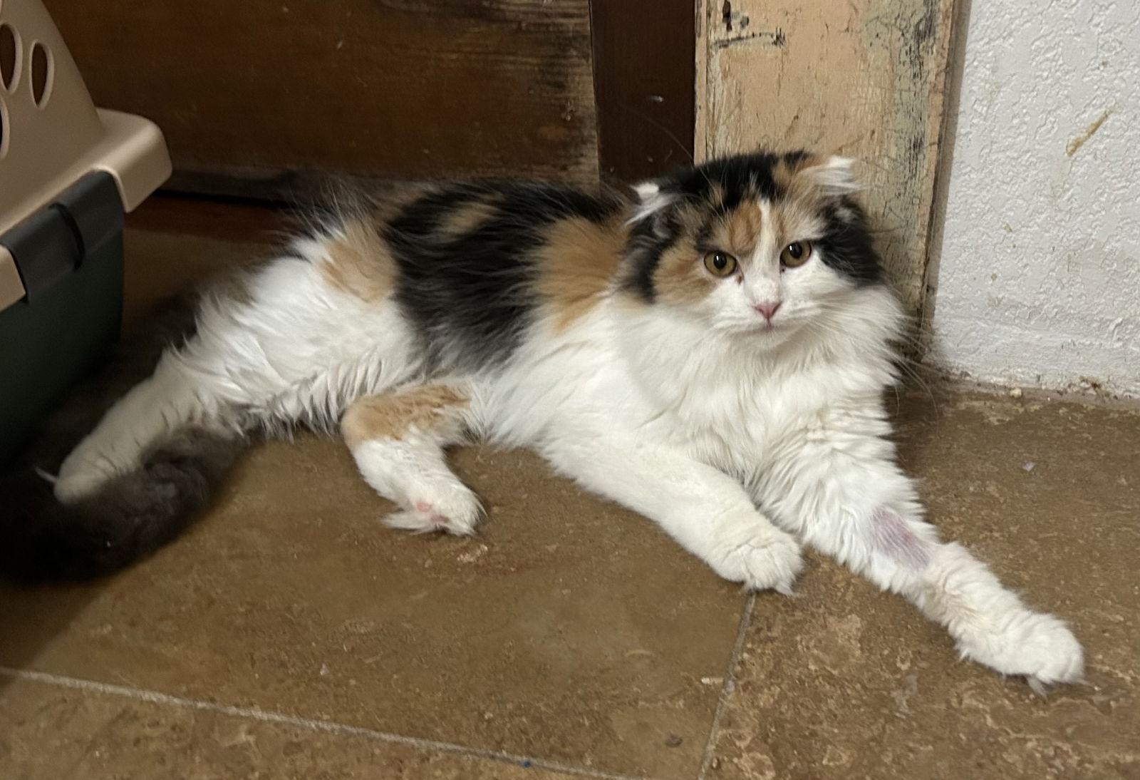 Jovina Napa, a Adopted mixed breed in Napa, CA image 1/2