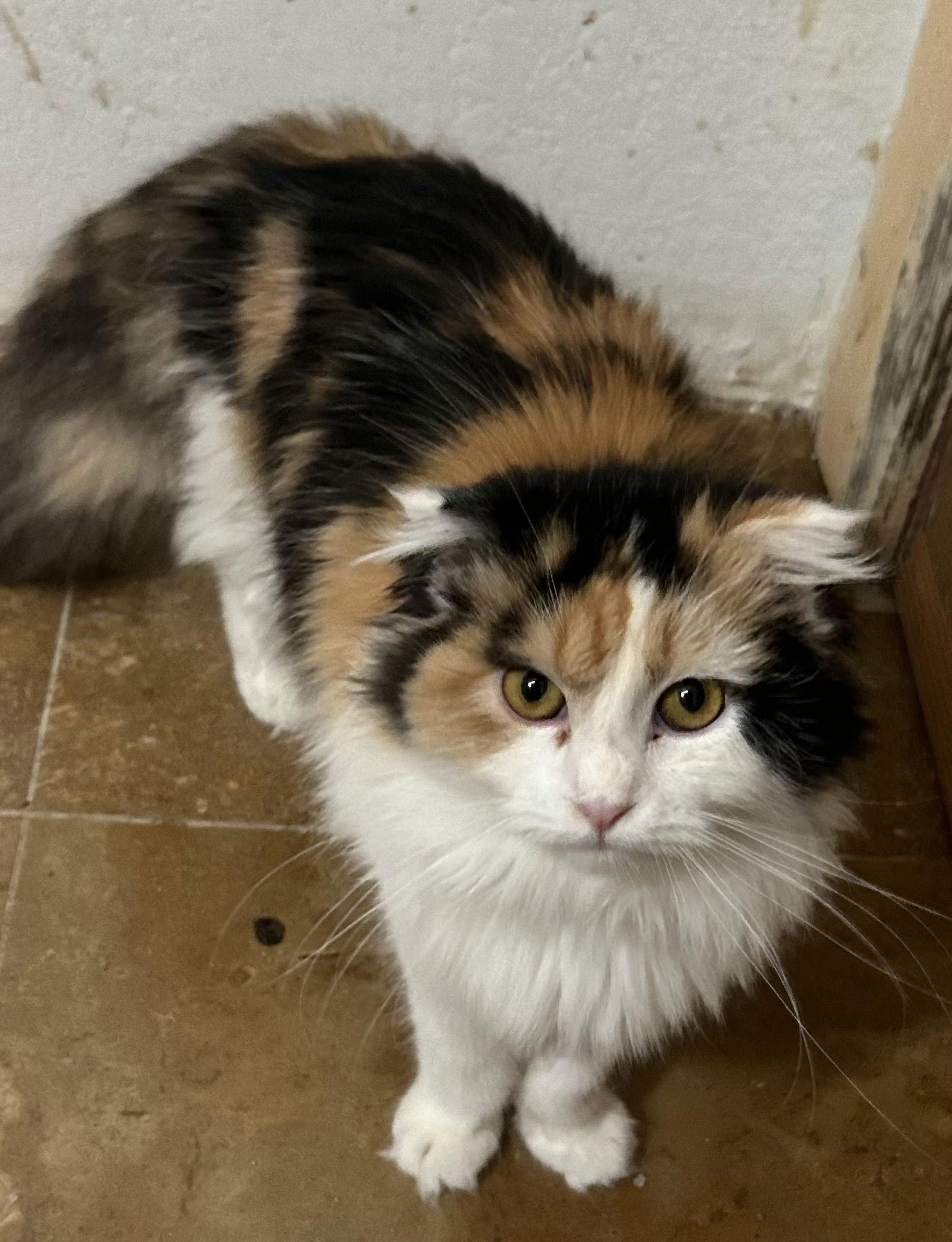 Jovina Napa, a Adopted mixed breed in Napa, CA image 2/2