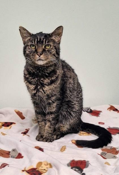 Spooky Hollow, Adoptable, Senior Female Domestic Short Hair & Domestic Short Hair.
