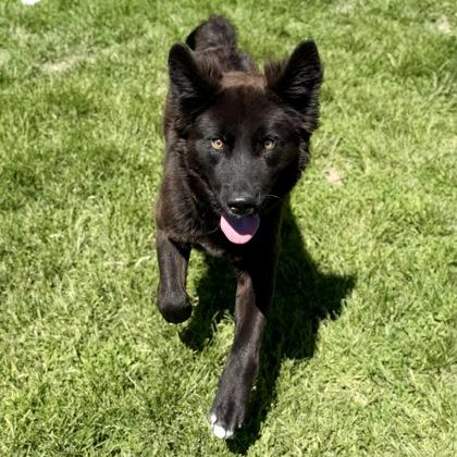 Enlarge Pawbert, a ADOPTABLE mixed breed in Dubuque, IA image 3/3