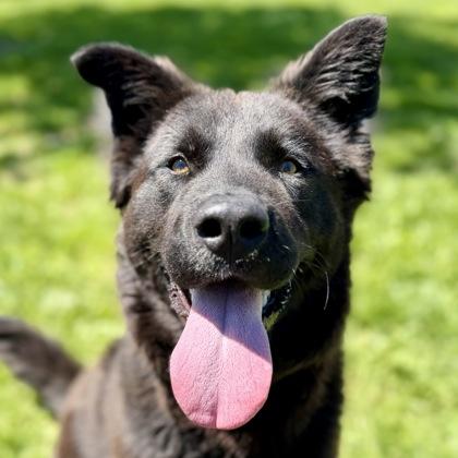 Enlarge Pawbert, a ADOPTABLE mixed breed in Dubuque, IA image 2/3