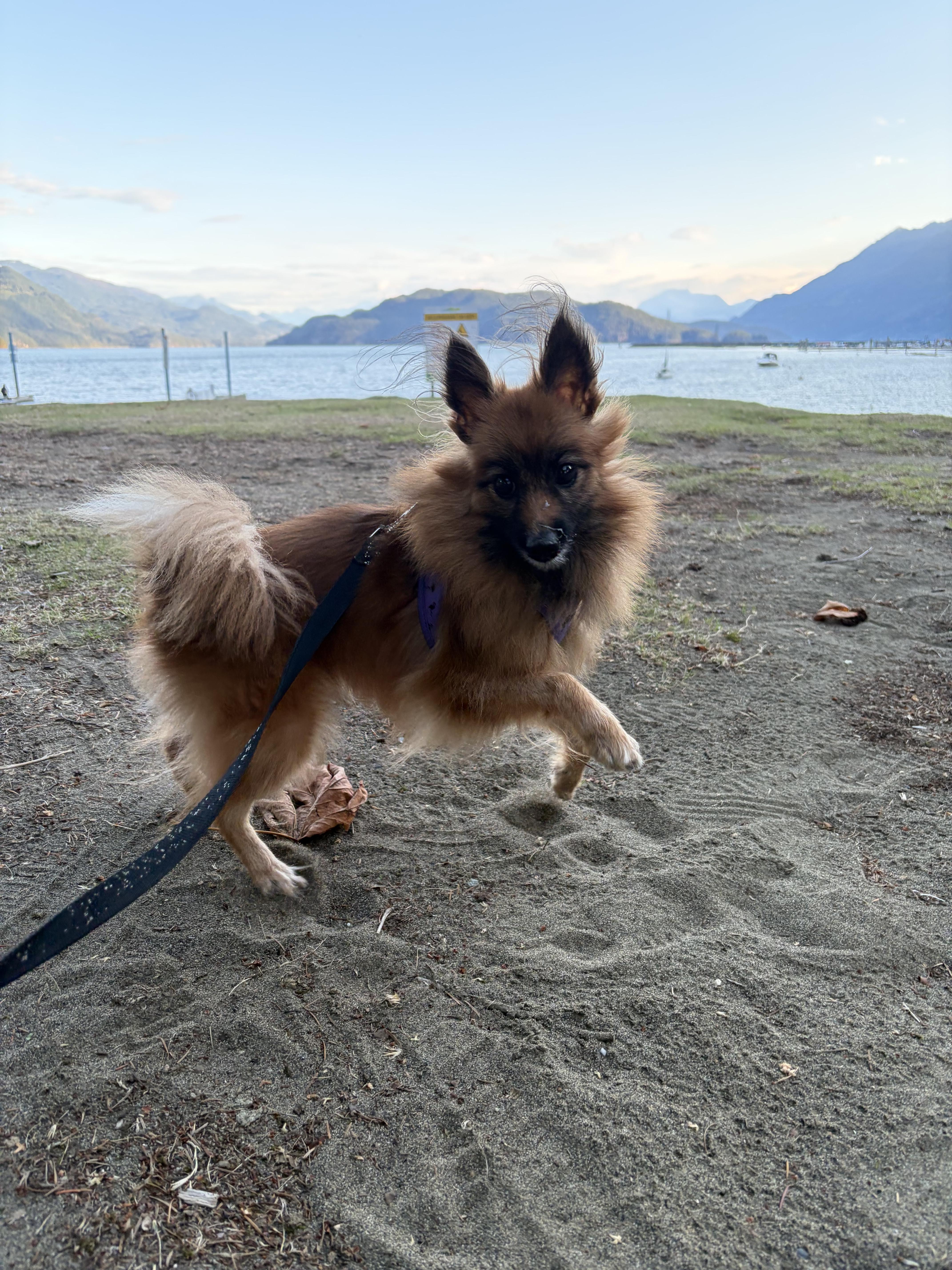 ADOPTABLE - Dottie, ADOPTABLE, Senior Female Pomeranian & Spitz.