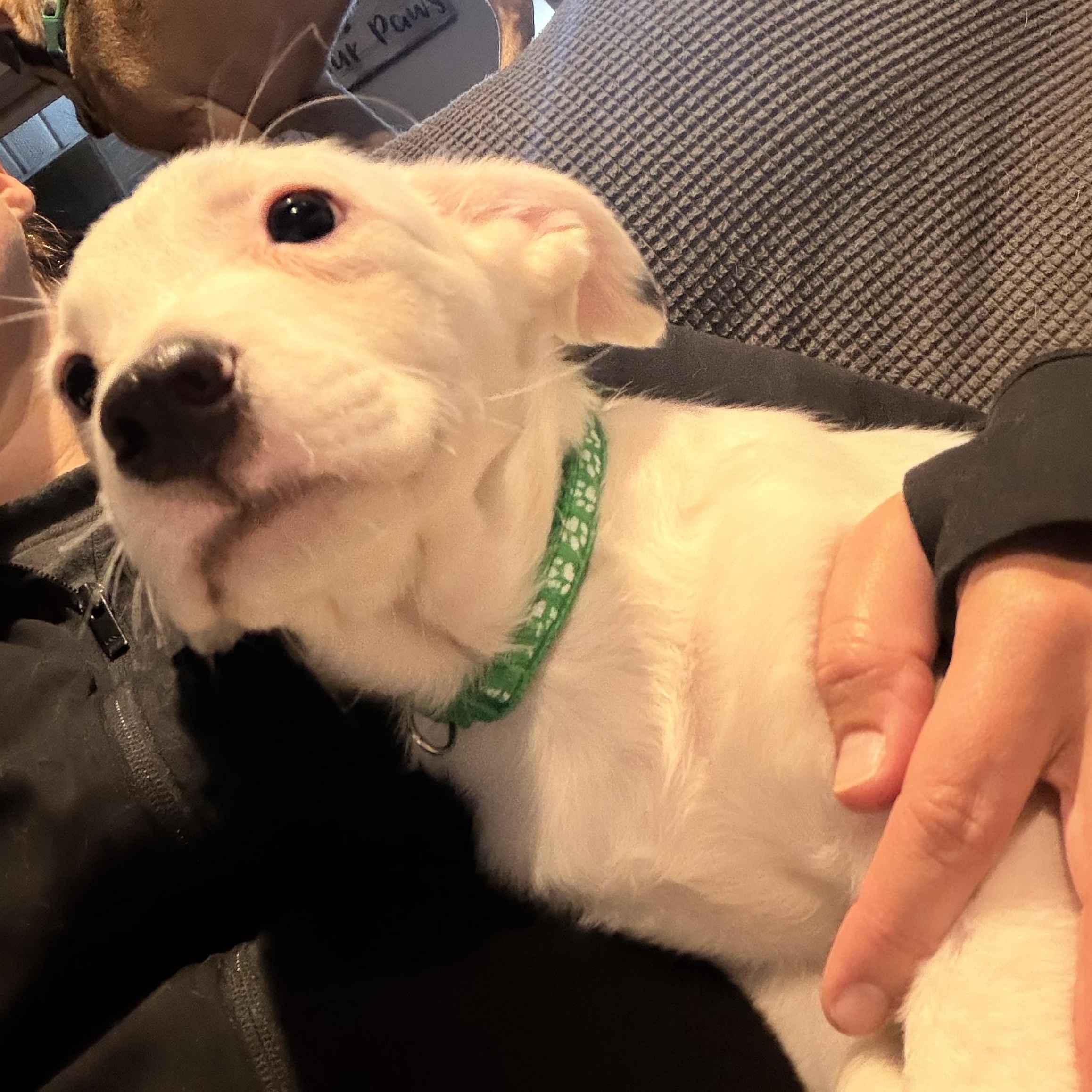 Enlarge Bert, a Adoptable mixed breed in Byron, IL image 5/5