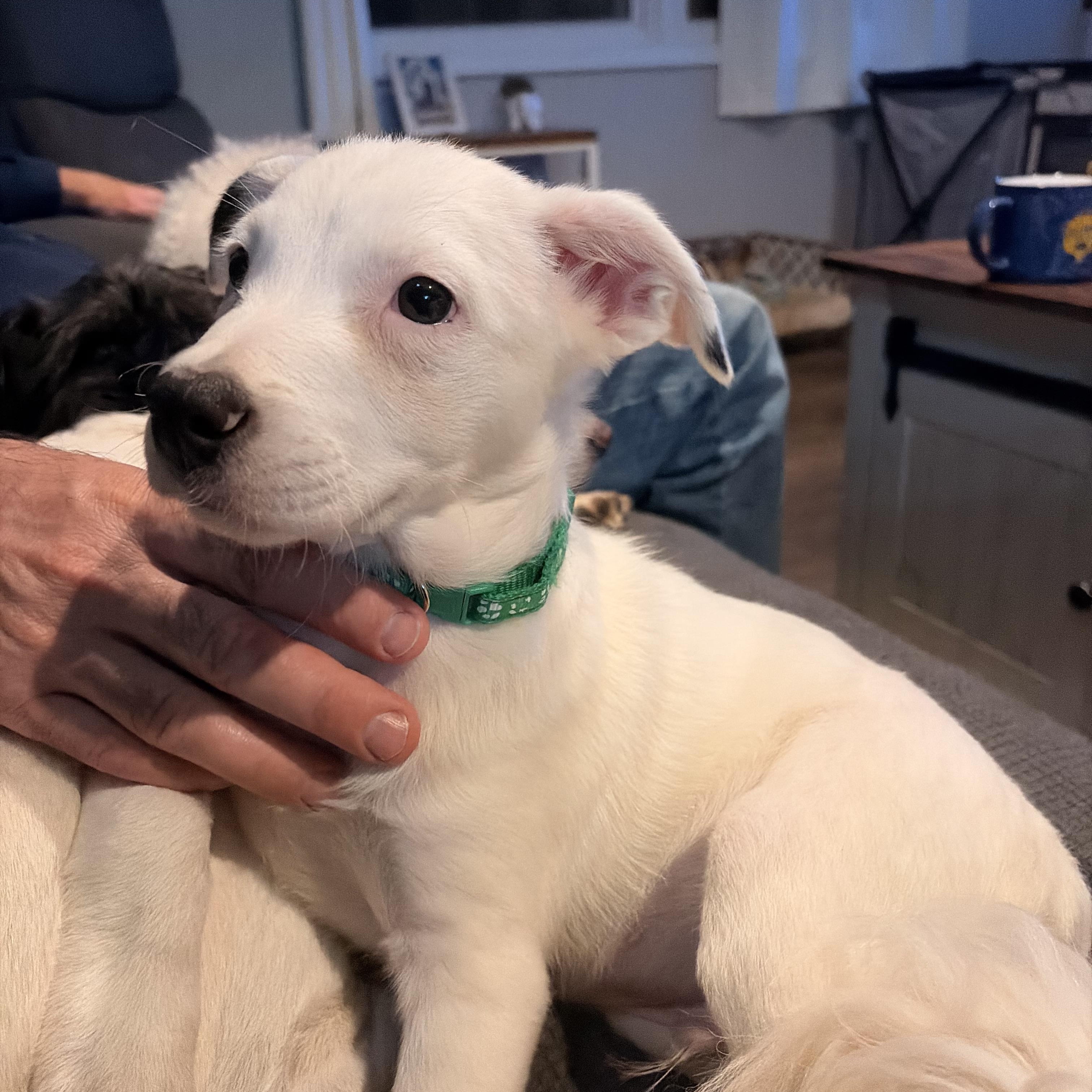 Enlarge Bert, a Adoptable mixed breed in Byron, IL image 4/5