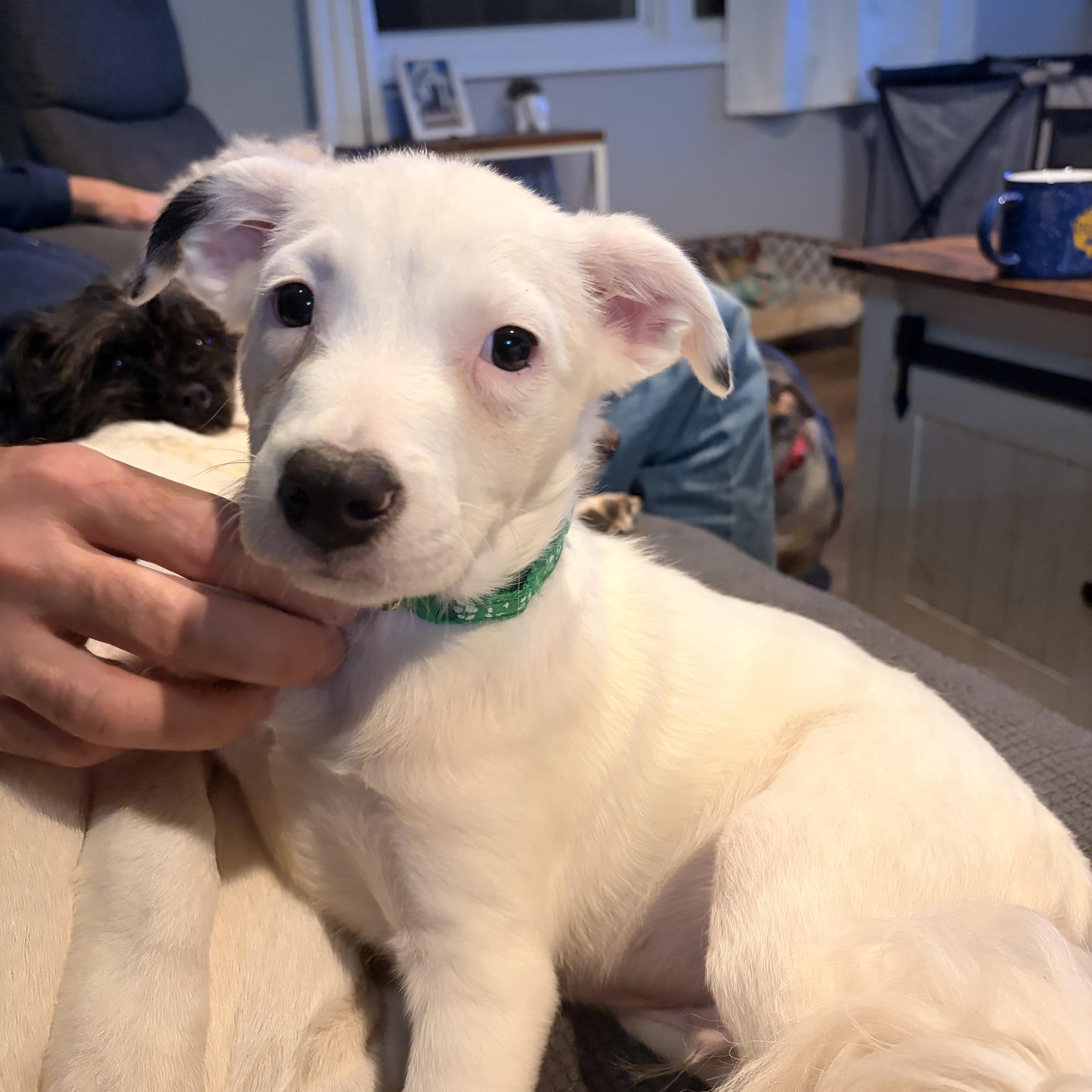 Bert, Adoptable, Puppy Male Australian Shepherd & Chihuahua.