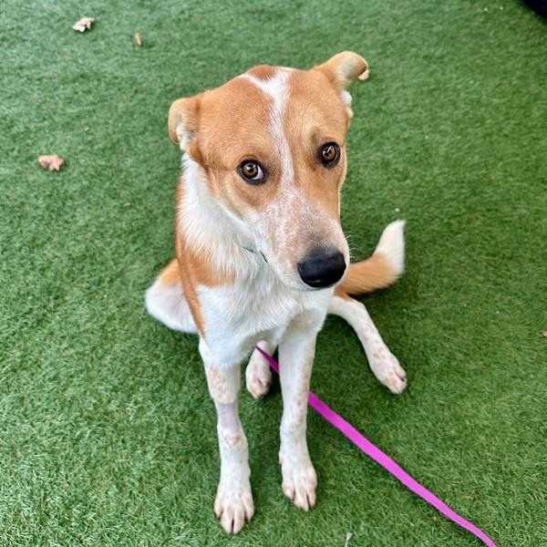 Enlarge Orzo, a Adoptable mixed breed in Walnut Creek, CA image 2/3