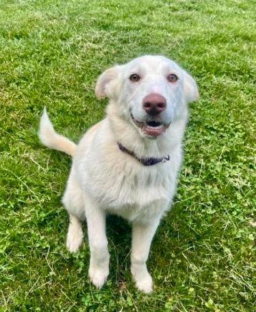 Violet, a Adoptable mixed breed in Mocksville, NC image 1/3