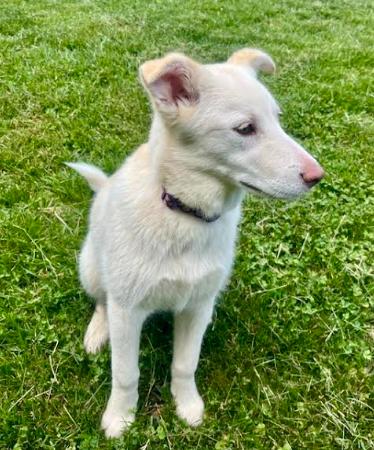 Violet, a Adoptable mixed breed in Mocksville, NC image 2/3