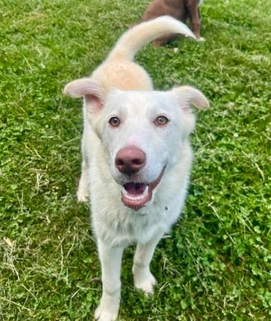 Violet, a Adoptable mixed breed in Mocksville, NC image 3/3