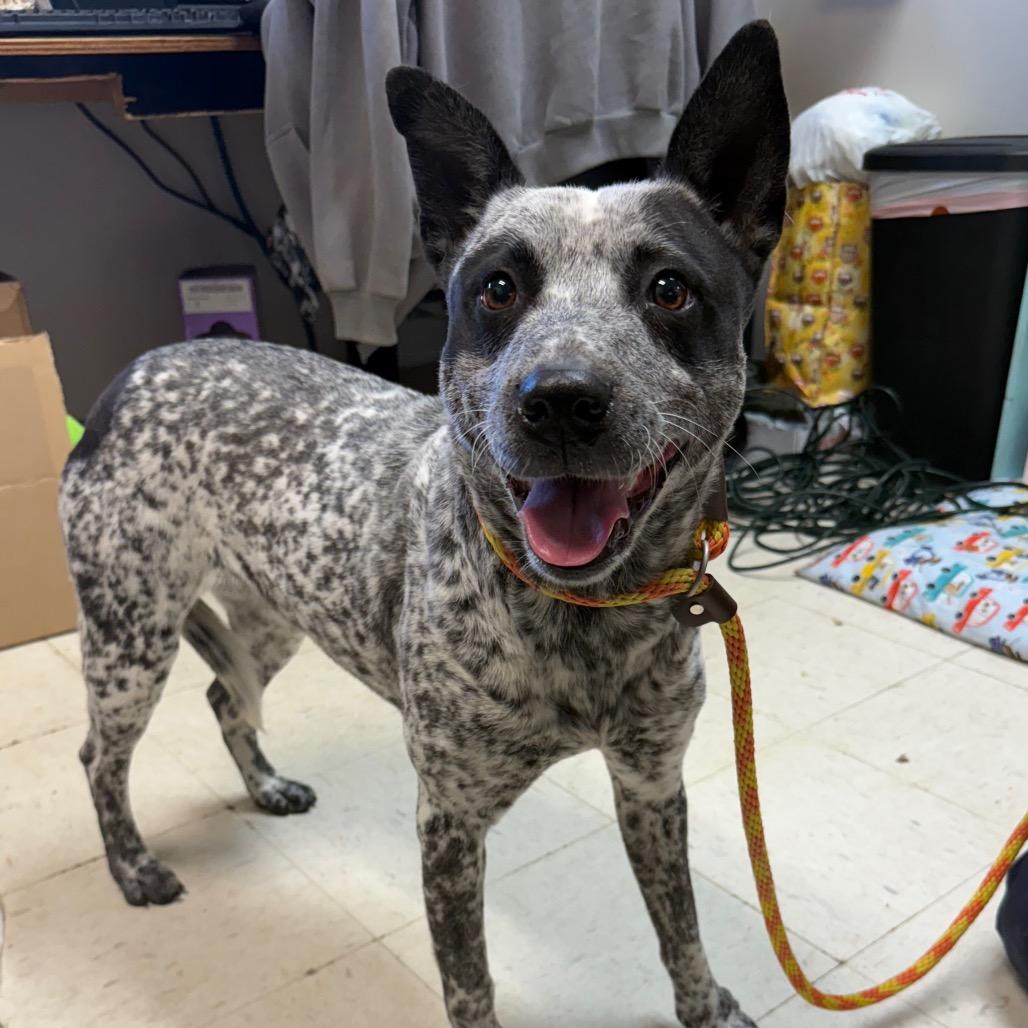 Enlarge Aquaria, a Adoptable Australian Cattle Dog / Blue Heeler in Jacksonville, AR image 1/1