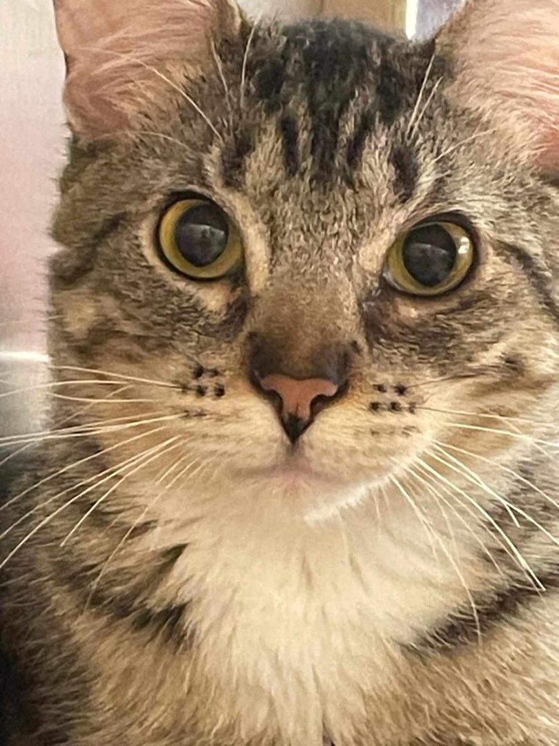 Enlarge BOBO DEL REY, a Adoptable mixed breed in HEMET, CA image 2/6