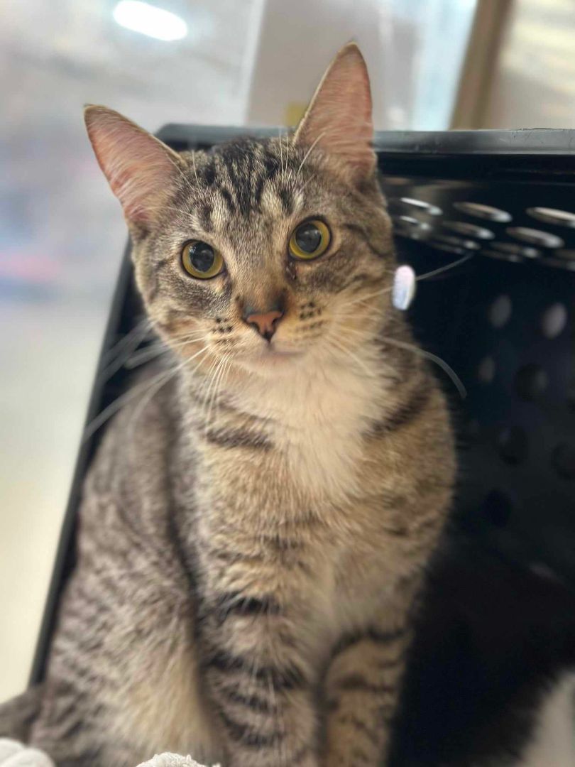 Enlarge BOBO DEL REY, a Adoptable mixed breed in HEMET, CA image 3/6