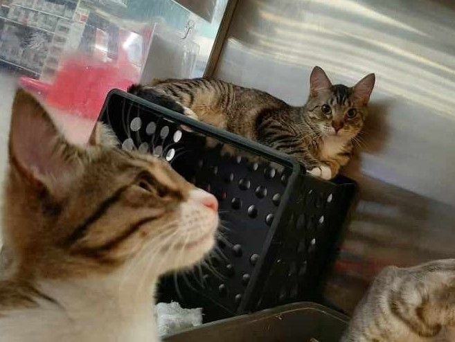 Enlarge BOBO DEL REY, a Adoptable mixed breed in HEMET, CA image 4/6