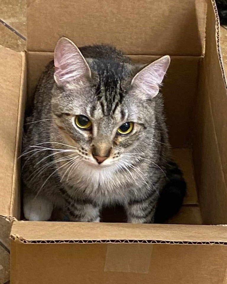 Enlarge BOBO DEL REY, a Adoptable mixed breed in HEMET, CA image 5/6