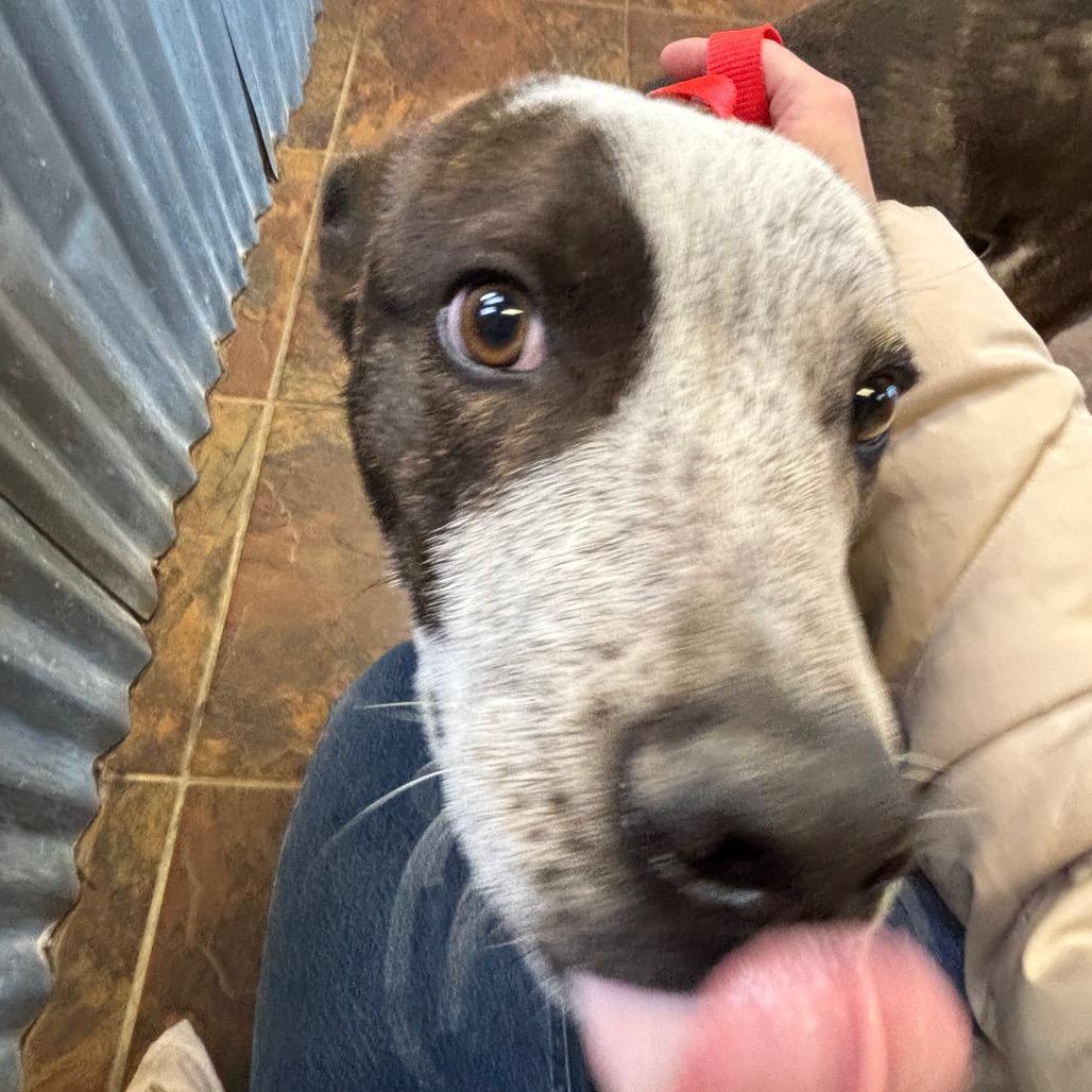 Enlarge Spice, a Adoptable Australian Cattle Dog / Blue Heeler in Taos, NM image 1/1