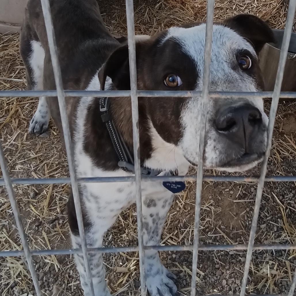 Spice, Adoptable, Young Male Australian Cattle Dog / Blue Heeler.