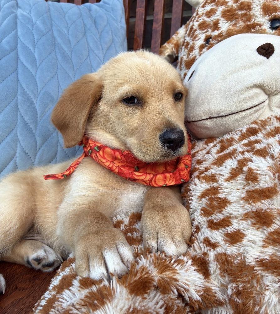Enlarge Coxy / Gouda, a Adopted mixed breed in Broomfield, CO image 4/6