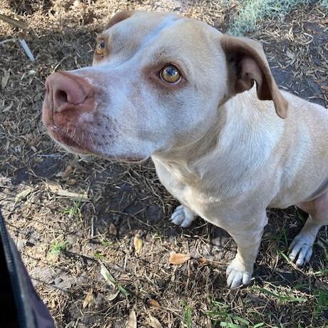 LUNA, Adoptable, Adult Female American Staffordshire Terrier & Mixed Breed.