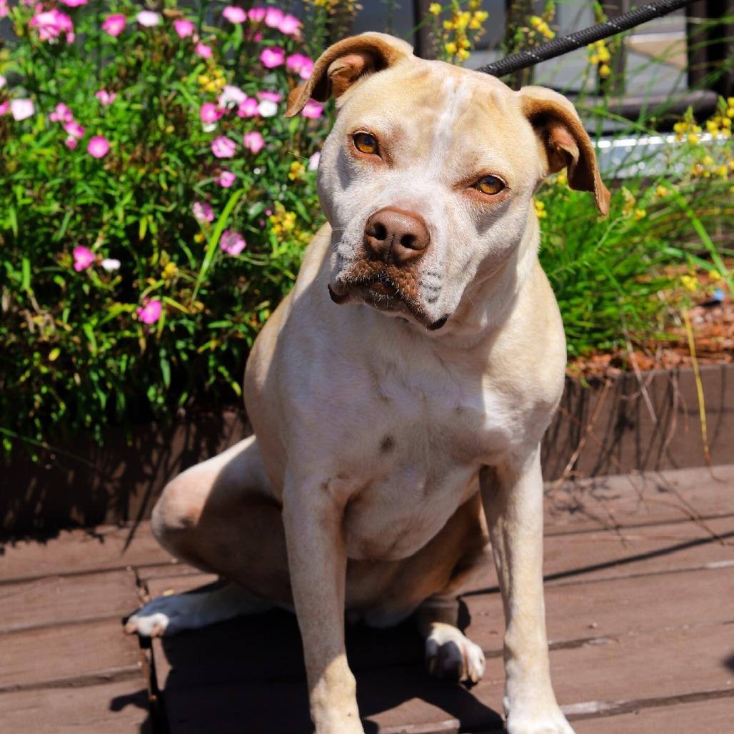 LUNA, Adoptable, Adult Female American Staffordshire Terrier & Mixed Breed.