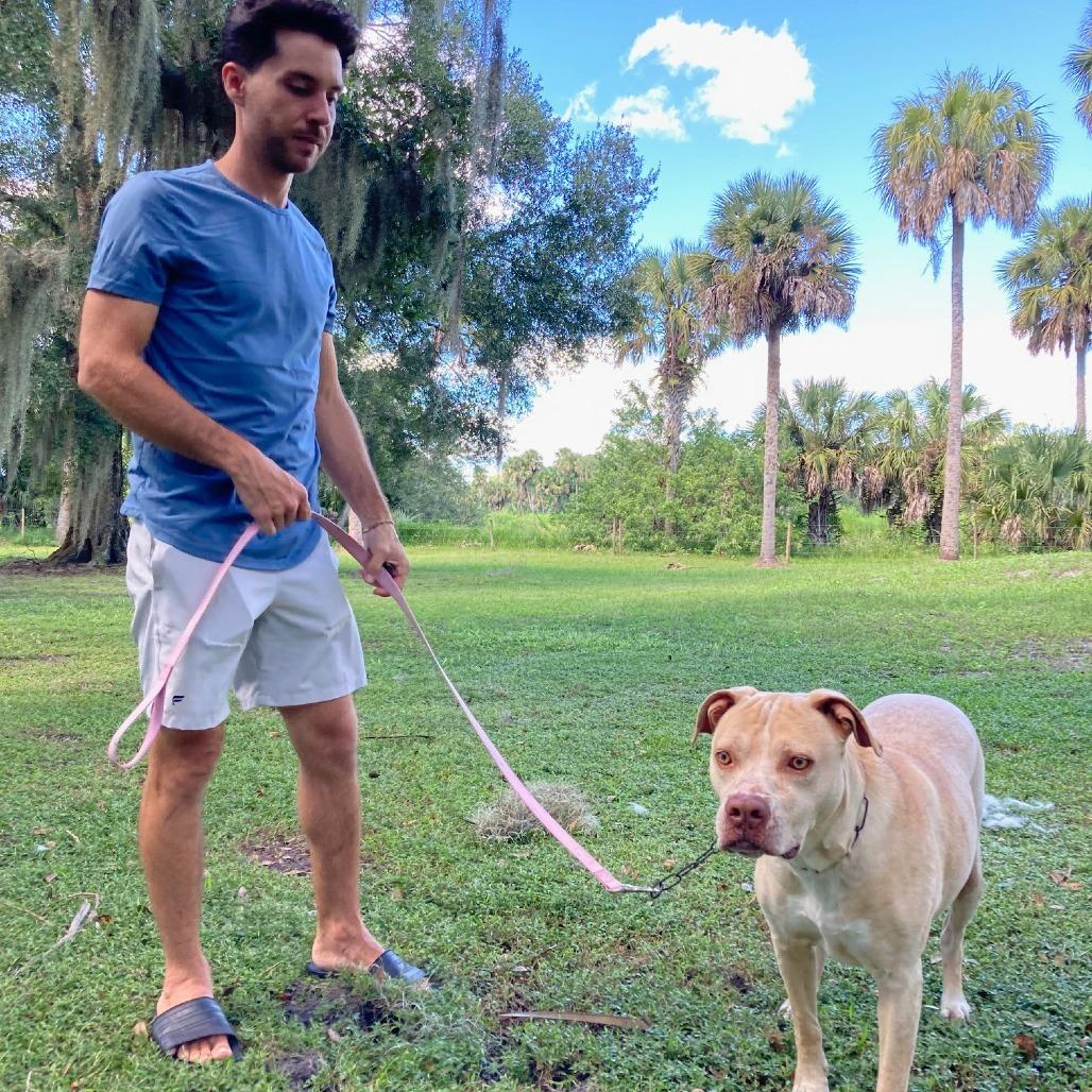 Enlarge LUNA, a Adoptable mixed breed in Indiantown, FL image 6/6