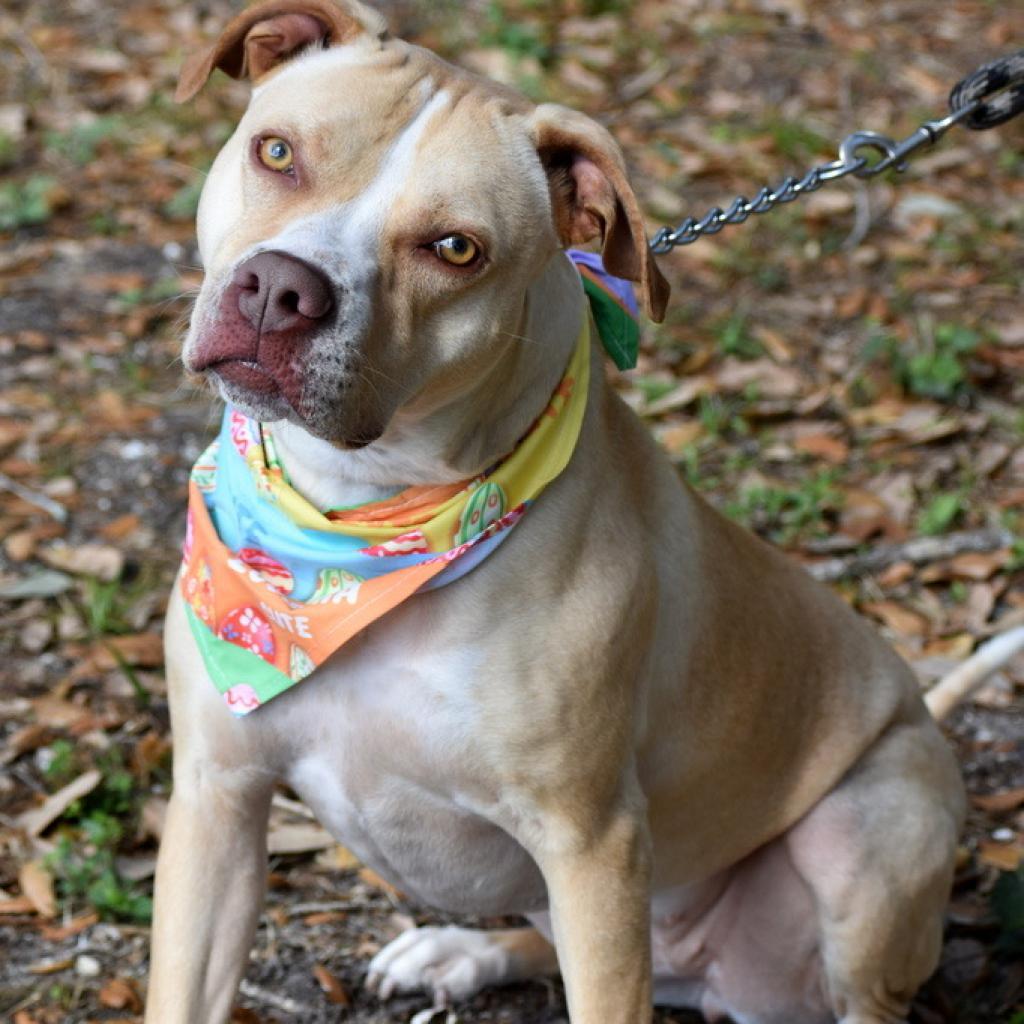 Enlarge LUNA, a Adoptable mixed breed in Indiantown, FL image 3/6