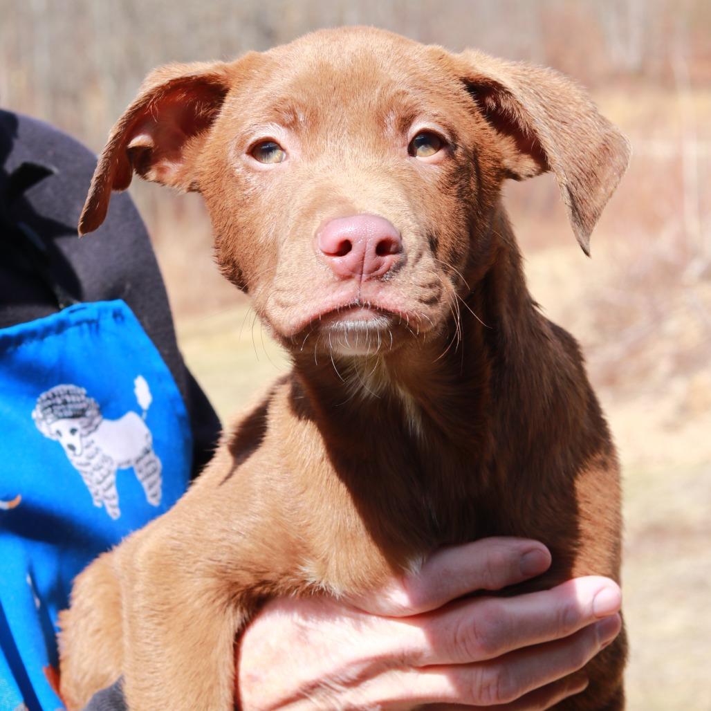 Enlarge CT Mannie, a Adoptable mixed breed in Stormville, NY image 2/3