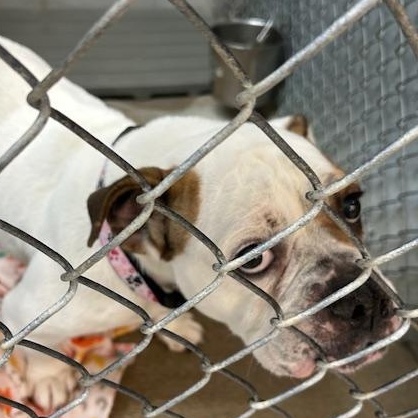 Enlarge Regina, a ADOPTABLE Bulldog in Bryan, OH image 3/3