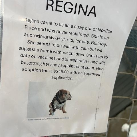 Enlarge Regina, a ADOPTABLE Bulldog in Bryan, OH image 2/3