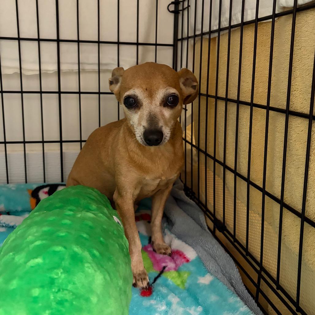 Noelle, Adoptable, Adult Female Chihuahua & Mixed Breed.
