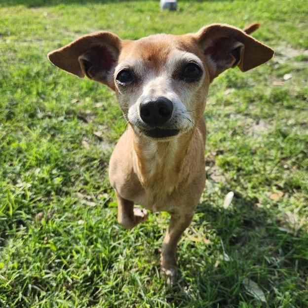Enlarge Noelle, a Adoptable mixed breed in Corpus Christi, TX image 2/6