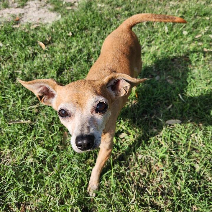 Enlarge Noelle, a Adoptable mixed breed in Corpus Christi, TX image 3/6