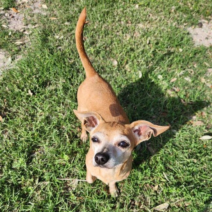 Enlarge Noelle, a Adoptable mixed breed in Corpus Christi, TX image 4/6