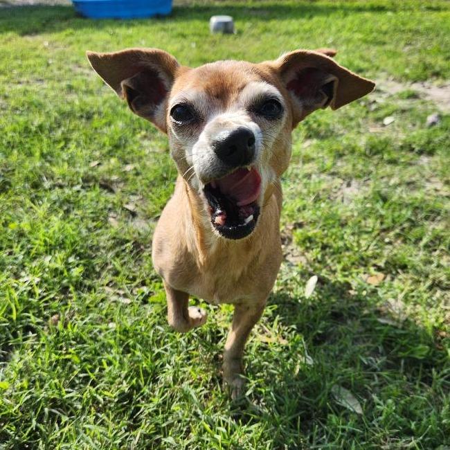 Enlarge Noelle, a Adoptable mixed breed in Corpus Christi, TX image 5/6