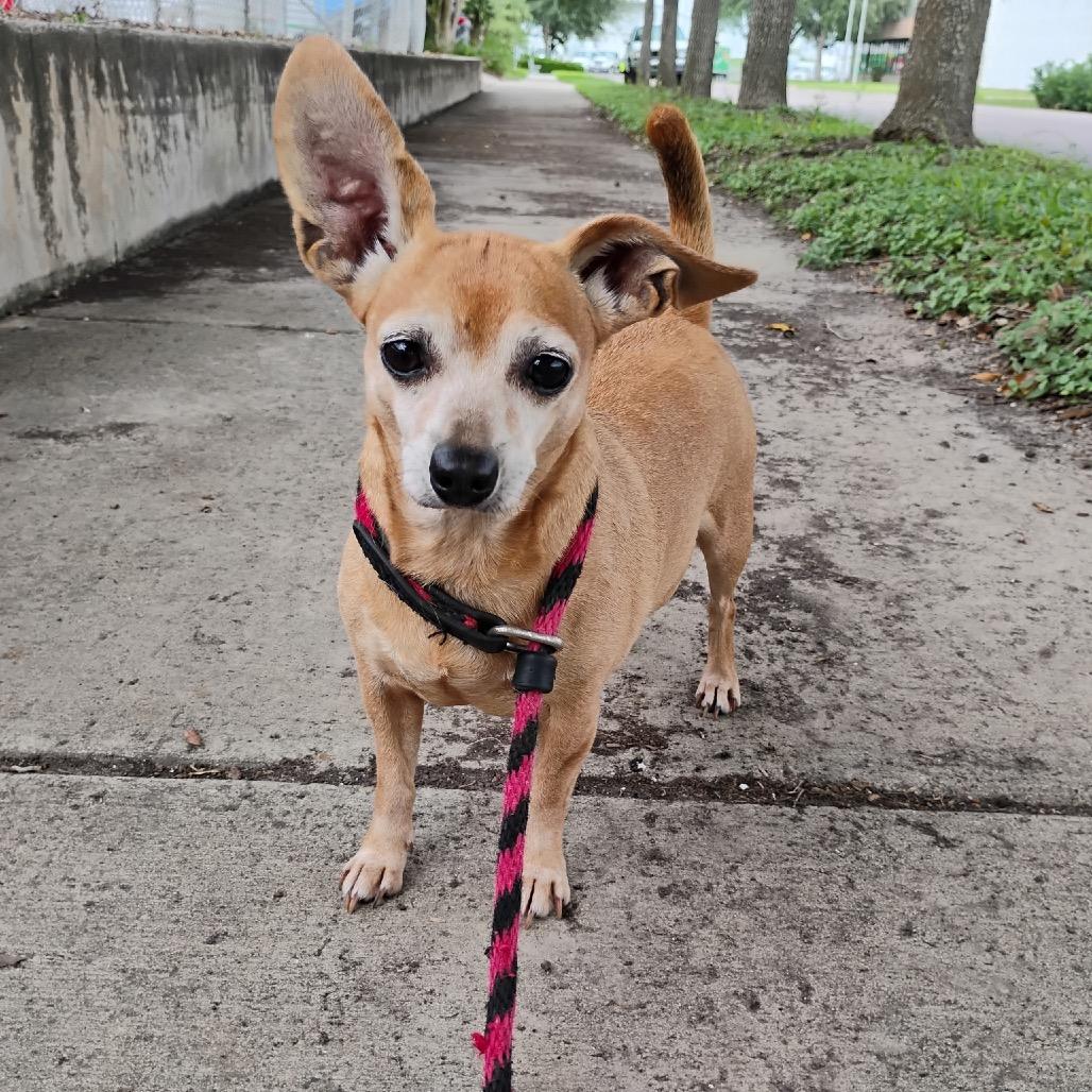 Enlarge Noelle, a Adoptable mixed breed in Corpus Christi, TX image 6/6