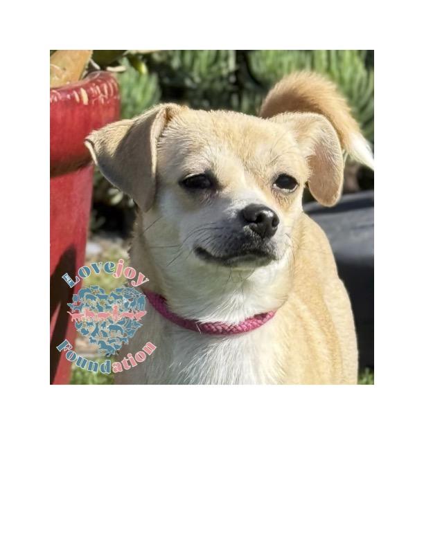 Roadie, Adoptable, Young Female Puggle & Chiweenie.