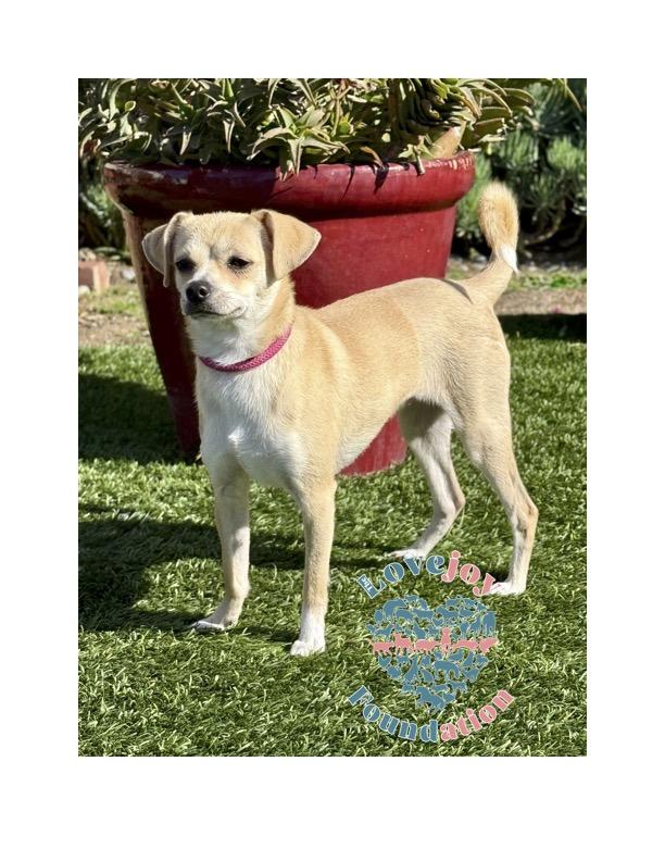 Roadie, a Adoptable mixed breed in Inglewood, CA image 3/4