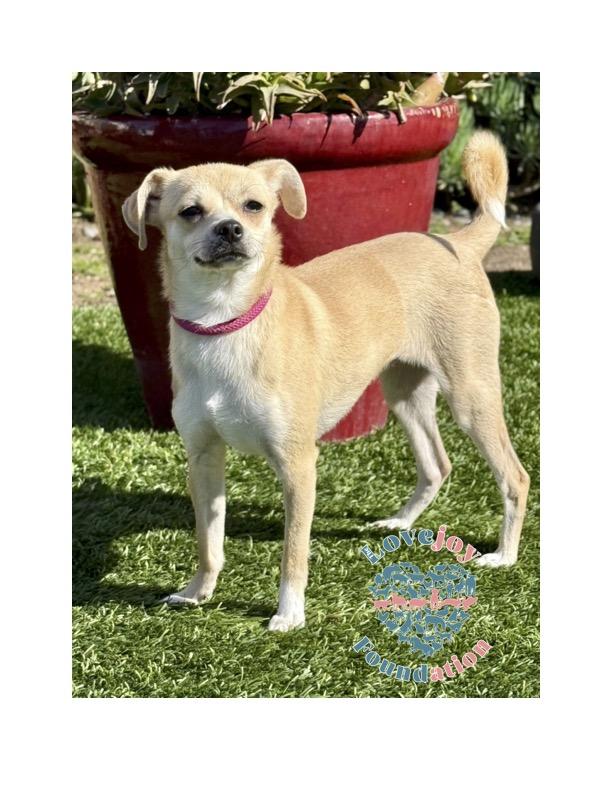 Roadie, a Adoptable mixed breed in Inglewood, CA image 2/4