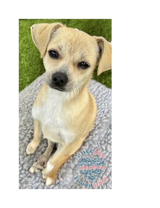 Roadie, a Adoptable mixed breed in Inglewood, CA image 1/4