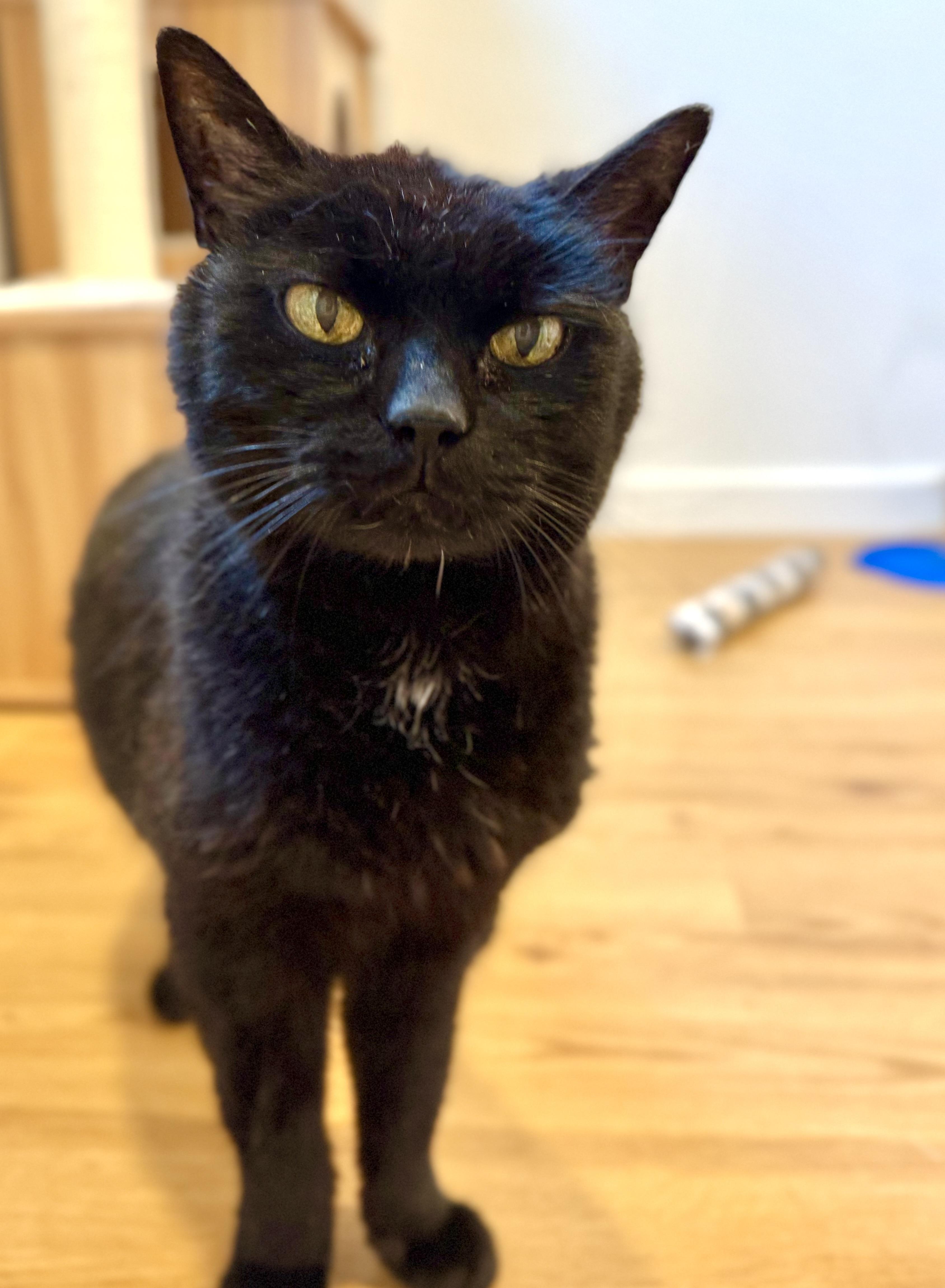 Calvin, Senior Male Domestic Short Hair