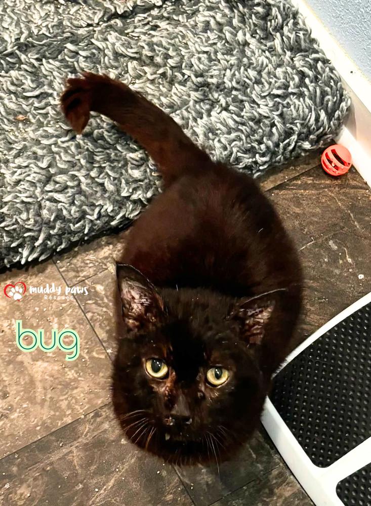 Bug (Courtesy Post) — thumbnail 2