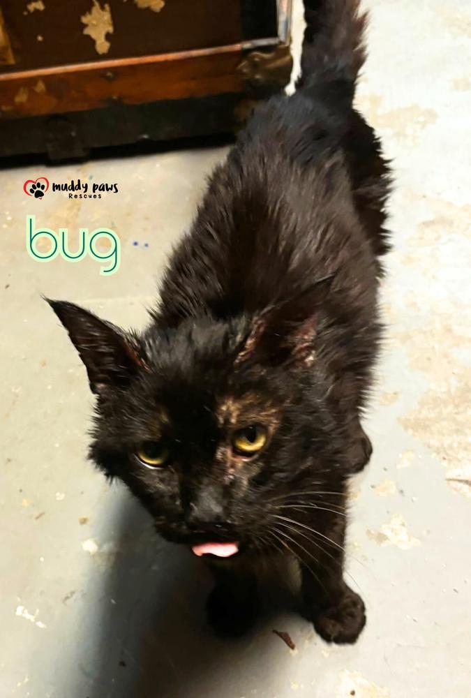 Bug (Courtesy Post) — thumbnail 3