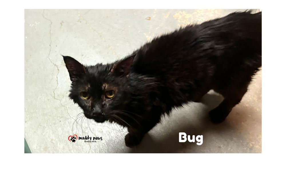 Bug (Courtesy Post) — thumbnail 4