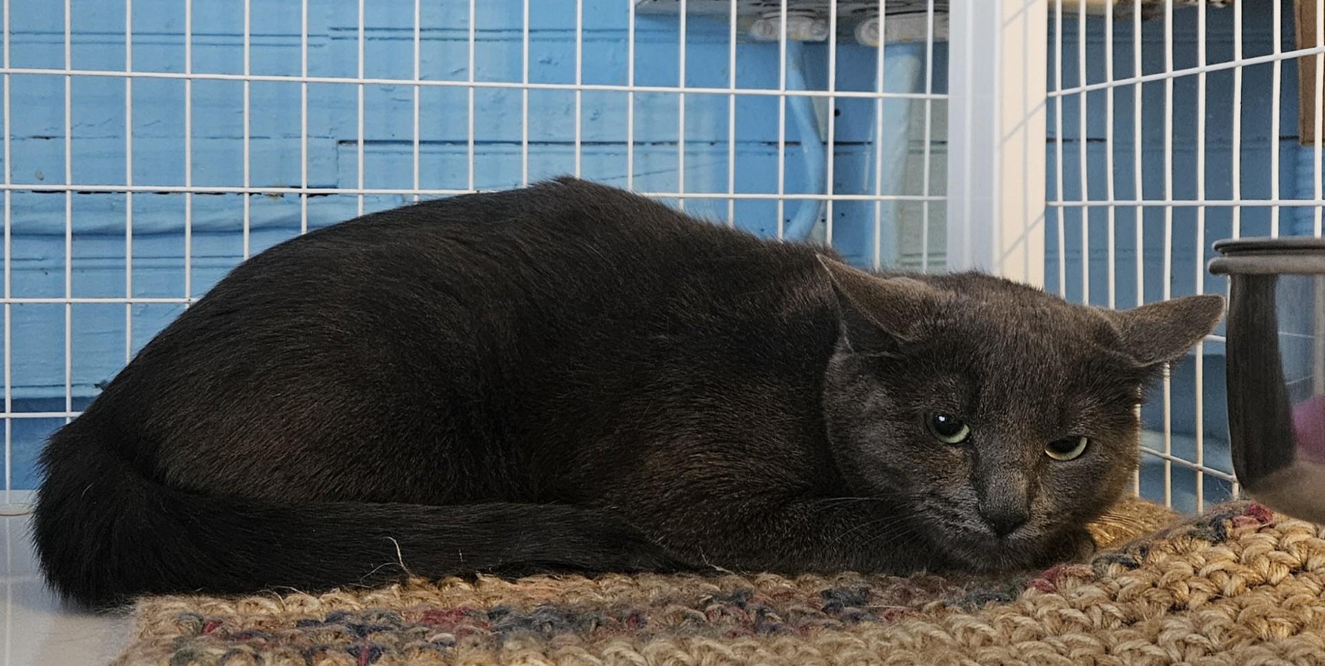 Siobhan, ADOPTABLE, Adult Female Domestic Short Hair.