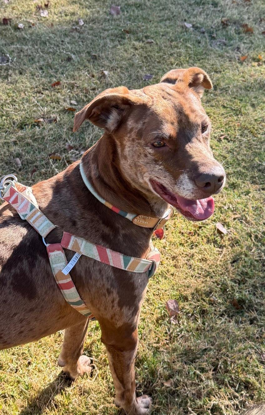 Phoenix, a Adoptable mixed breed in Georgetown, TX image 4/6