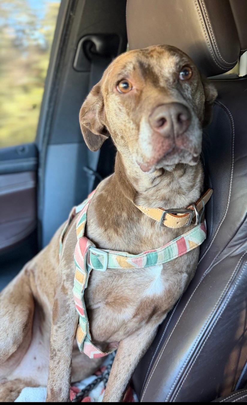 Phoenix, a Adoptable mixed breed in Georgetown, TX image 6/6