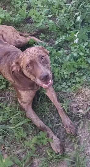 Phoenix, a Adoptable mixed breed in Georgetown, TX image 2/6