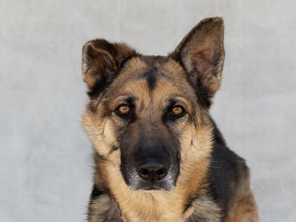 Enlarge Dax, a Adoptable mixed breed in Longmont, CO image 1/2