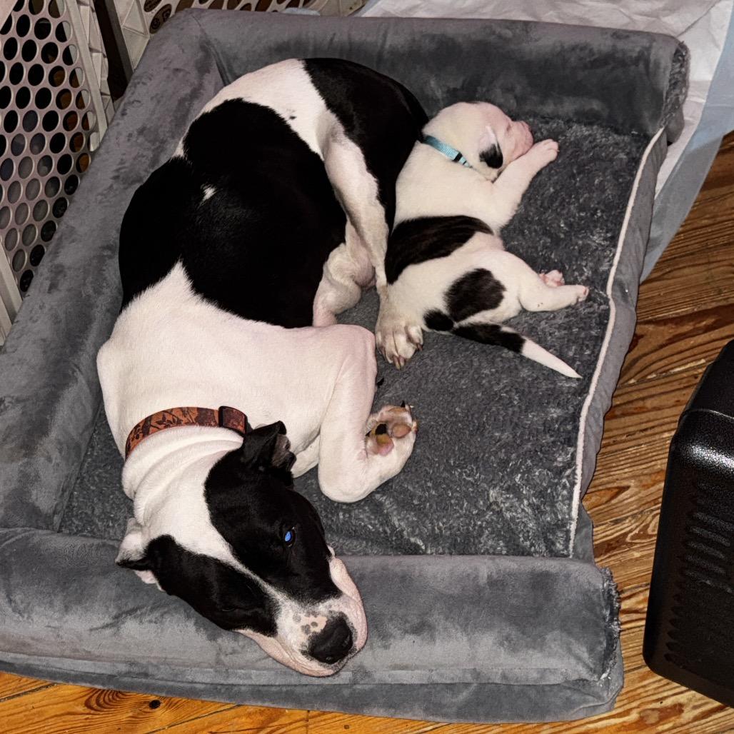 Enlarge Brigid, a Adoptable mixed breed in Hohenwald, TN image 1/5