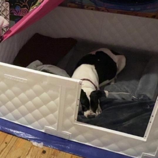 Enlarge Brigid, a Adoptable mixed breed in Hohenwald, TN image 2/5