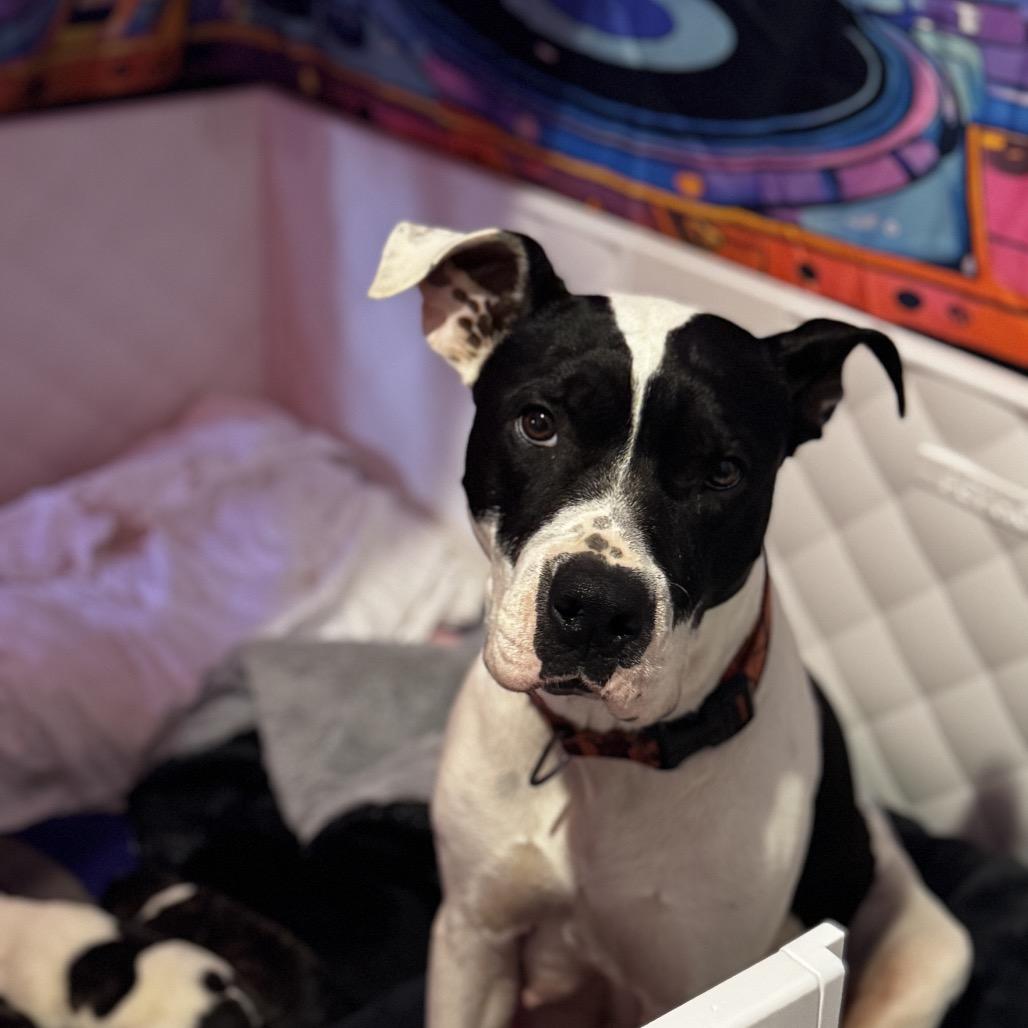 Enlarge Brigid, a Adoptable mixed breed in Hohenwald, TN image 3/5